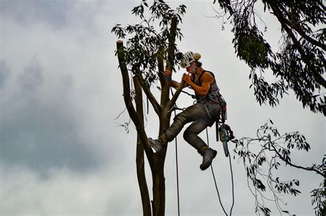ejr tree services toowoomba.